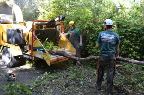 tree services Fox